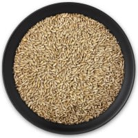 Taubengerste Taubengerste