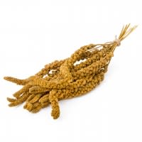 ANJOU - Kolbenhirse gelb Frankreich ANJOU - Kolbenhirse gelb Frankreich