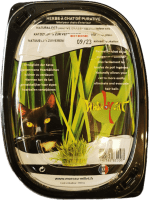 Katzengras Moreau Katzengras Moreau