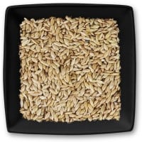 Kanariensaat Glanzsamen Kanariensaat Glanzsamen