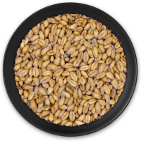 Taubenweizen Taubenweizen