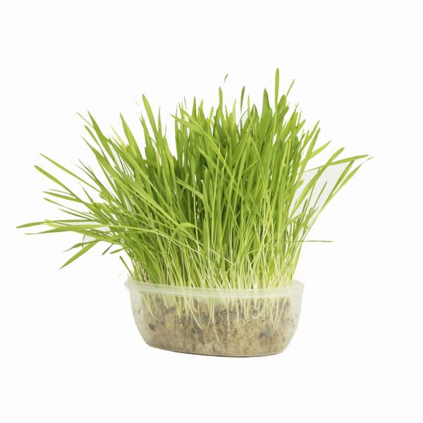 Katzengras