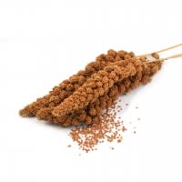 ANJOU - Kolbenhirse rot Frankreich ANJOU - Kolbenhirse rot Frankreich